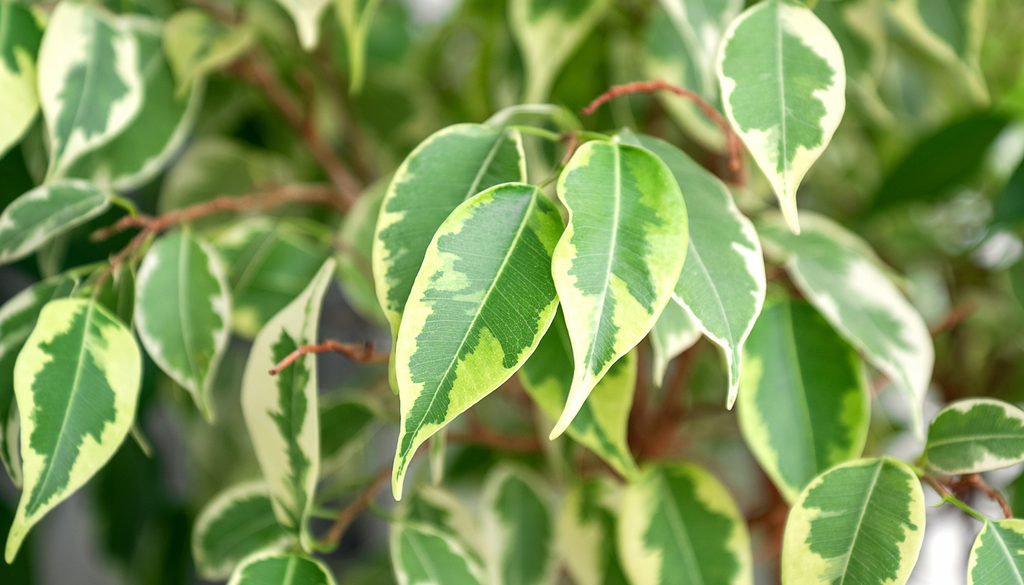 Además de sus hojas verdes y brillantes, existen variedades ornamentales con bordes blancos o crema, muy apreciadas en jardinería. Además de sus hojas verdes y brillantes, existen variedades ornamentales con bordes blancos o crema, muy apreciadas en jardinería.