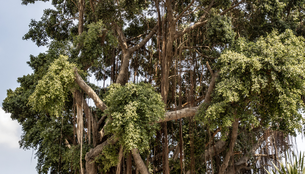 En ambientes húmedos, el ficus puede desarrollar raíces aéreas que descienden desde sus ramas y llegan hasta el suelo. En ambientes húmedos, el ficus puede desarrollar raíces aéreas que descienden desde sus ramas y llegan hasta el suelo.