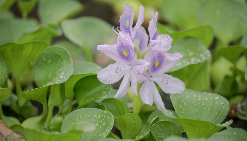 Sus flores violetas son muy bonitas, pero esta planta puede multiplicarse rápidamente y convertirse en un problema. Sus flores violetas son muy bonitas, pero esta planta puede multiplicarse rápidamente y convertirse en un problema.