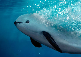 La especie m&aacute;s amenazada del mundo, ni 10 vaquitas marinas, y M&eacute;xico acaba de reducir su &aacute;rea protegida