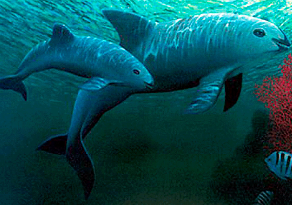 La vaquita marina (Phocoena sinus) es un cetáceo perteneciente a la familia de las marsopas, endémica del Alto Golfo de California, conocida por su diminuto tamaño y carácter gentil. Imagen tomada de SEGOB.