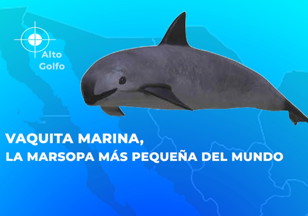 Infografía de la Vaquita Marina tomada de PROFEFA, SEGOB - Medio ambiente.