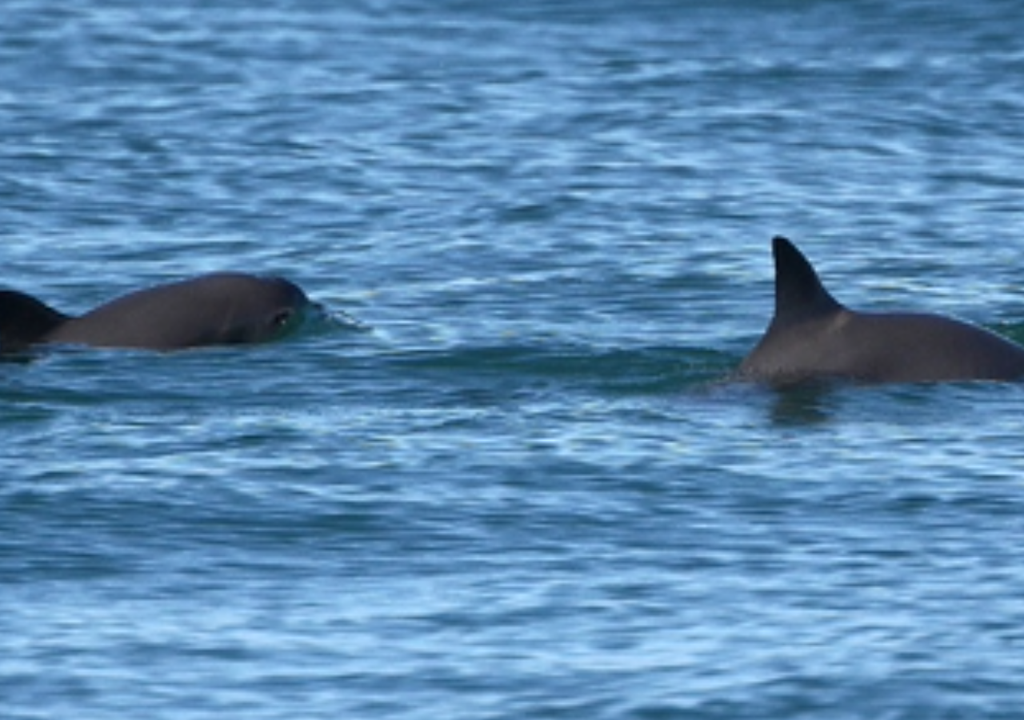 El avistamiento de vaquitas marinas es extremadamente díficil en la actualidad, debido a su tamaño y al reducido número de ejemplares que sobreviven. Imagen tomada de Gobierno de México.