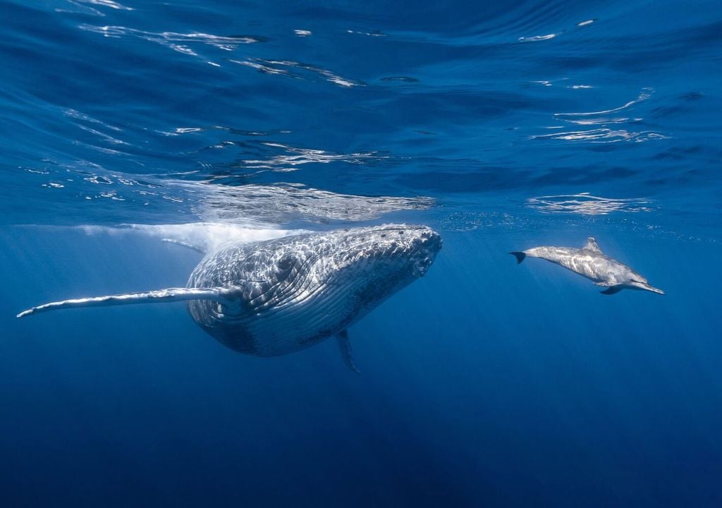 Ballena y delfín