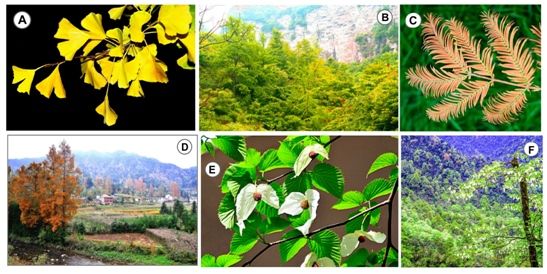 La Estabilidad Climática Continuada Permitió La Supervivencia De 450 ‘fósiles Vivientes’ De Plantas En China La Estabilidad Climática Continuada Permitió La Supervivencia De 450 ‘fósiles Vivientes’ De Plantas En China