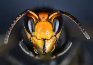 The Strategy of the Bumblebee: Masters of Defense Against Feared Asian Hornets