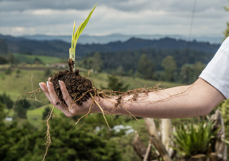La estrategia verde que est&aacute; transformando suelos mineros contaminados gracias a la fitorremediaci&oacute;n
