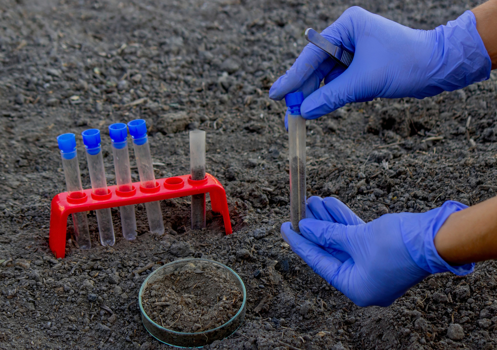 Algunos investigadores, estudian plantas que pueden absorber incluso elementos radiactivos, como ocurrió después del desastre nuclear de Chernóbil.