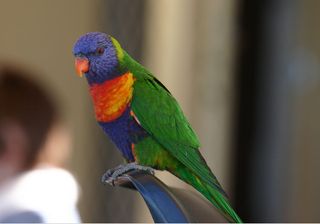 La extinción de especies en las urbes es fruto de su falta de adaptación