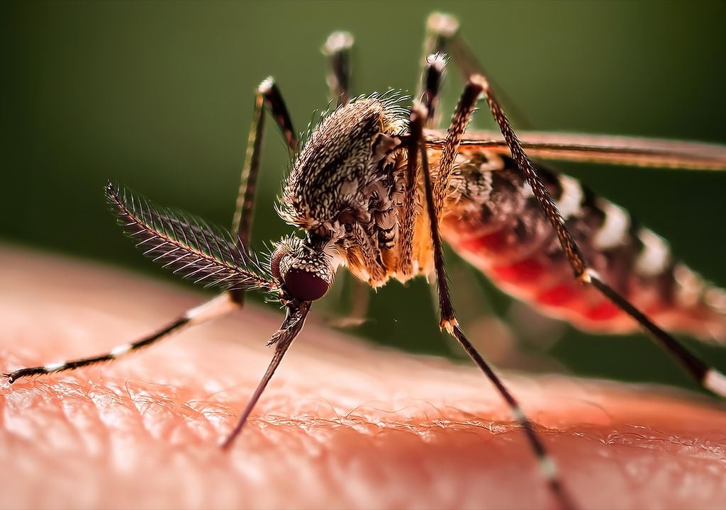 El mosquito El mosquito