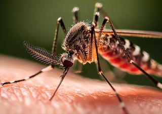 La fábrica de mosquitos más grande del planeta promete transformar la lucha contra el dengue y el zika