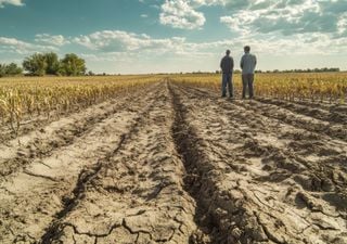 La falta de lluvias pone en pausa el avance de la campaña agrícola en Argentina