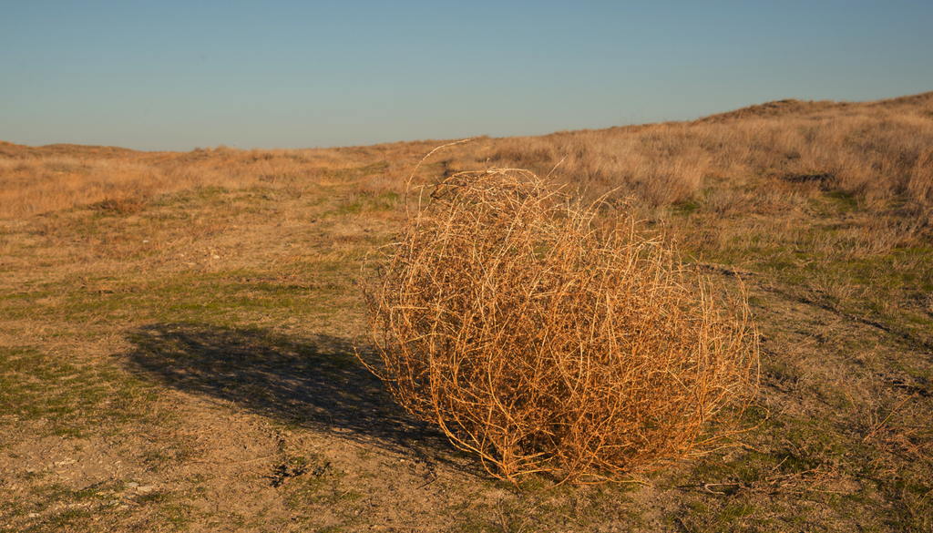 Su estructura seca puede obstruir caminos, cercas y sistemas de riego, generando costos adicionales para los productores.