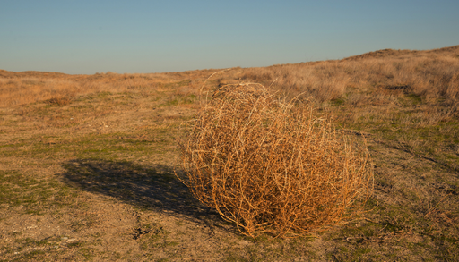 La famosa planta rodadora ha pasado de s&iacute;mbolo del oeste a preocupante plaga invasora