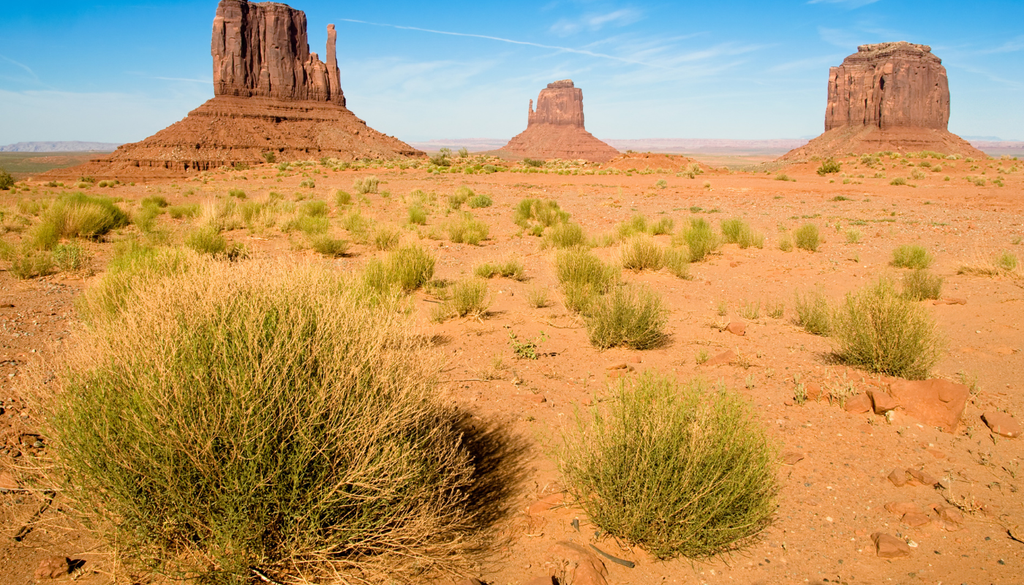 Una sola especie dominante puede cambiar por completo la esencia de todo un ecosistema afectando la flora y la fauna.