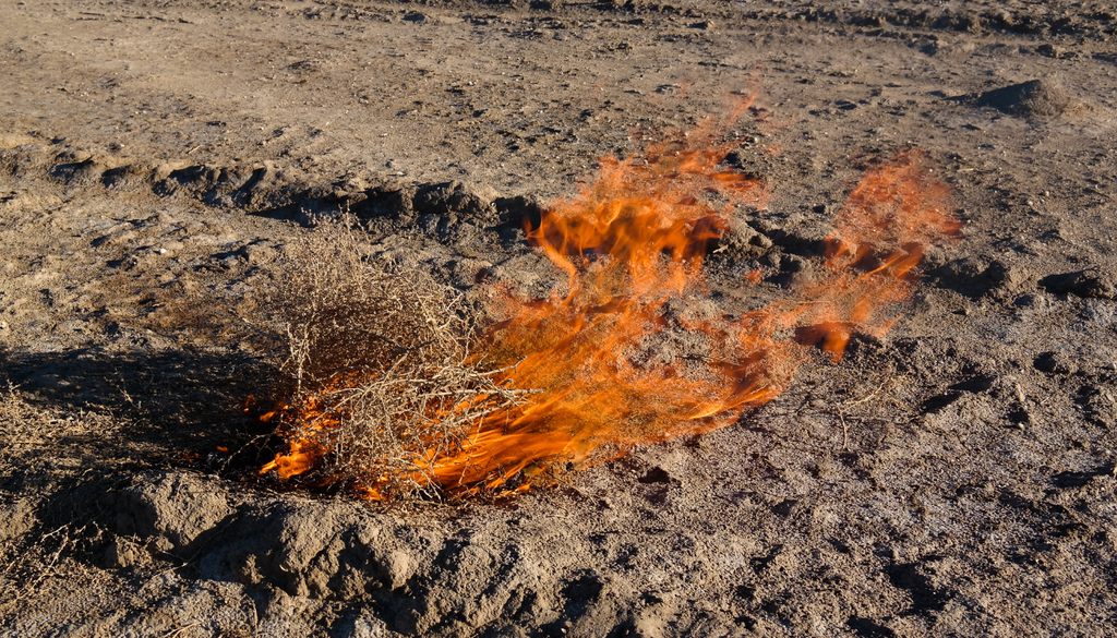 Cuando se acumulan en grandes cantidades, estas plantas secas se convierten en combustible perfecto, aumentando el riesgo de incendios y su rápida propagación.