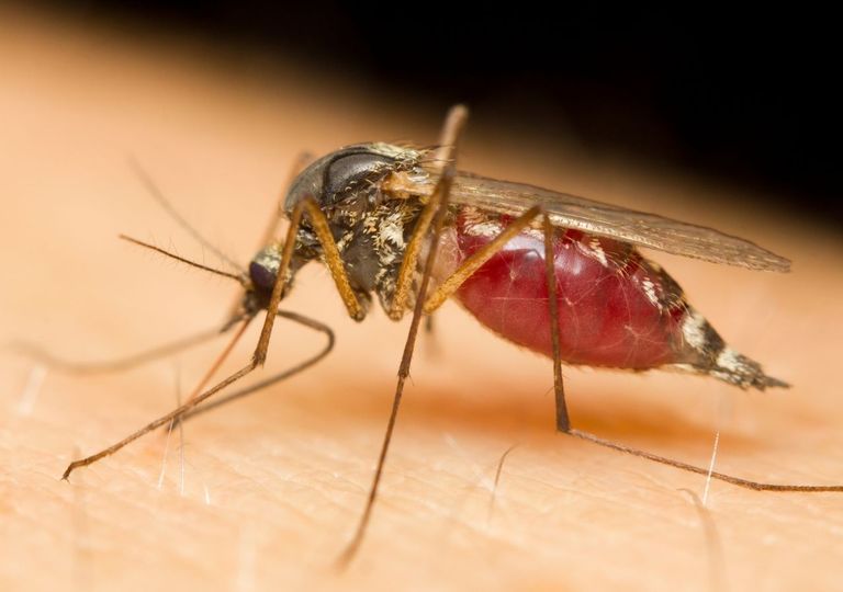 La febbre West Nile si diffonde in Italia, alcuni consigli utili per prevenire la diffusione del virus