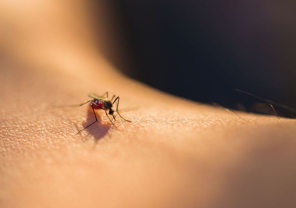 Puntura di zanzara.