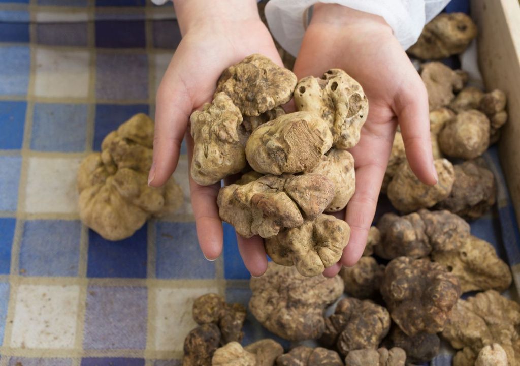tartufo bianco di Alba