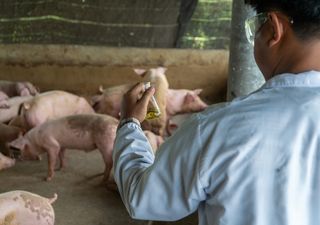 La fiebre aftosa reaparece en Alemania: cuál es el efecto dominó que puede afectar la producción global de carne