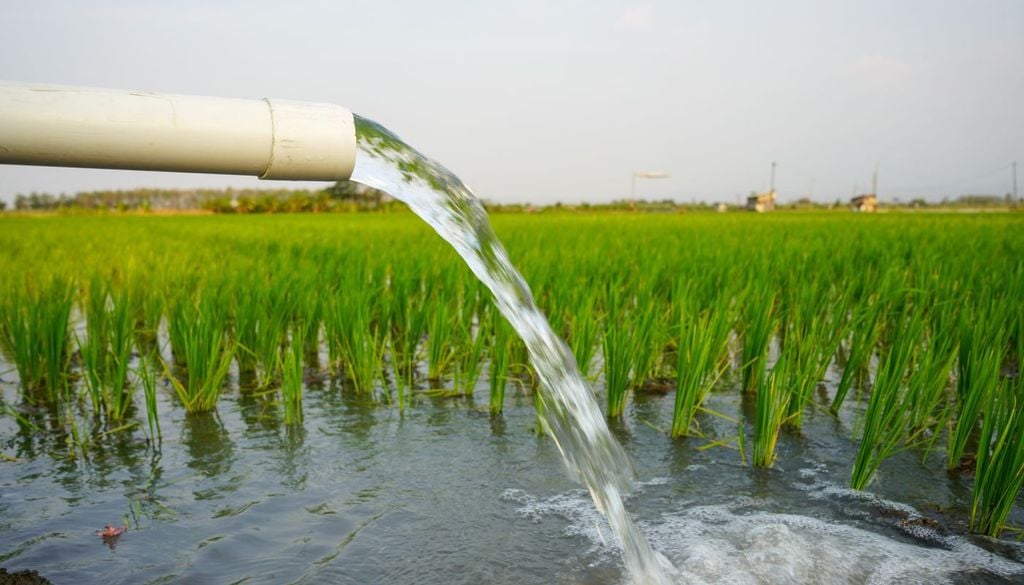 Come spiega il ricercatore principale Nicolas Gauthier, con il caldo estremo "arriva un punto in cui la pianta smette fisicamente di funzionare".