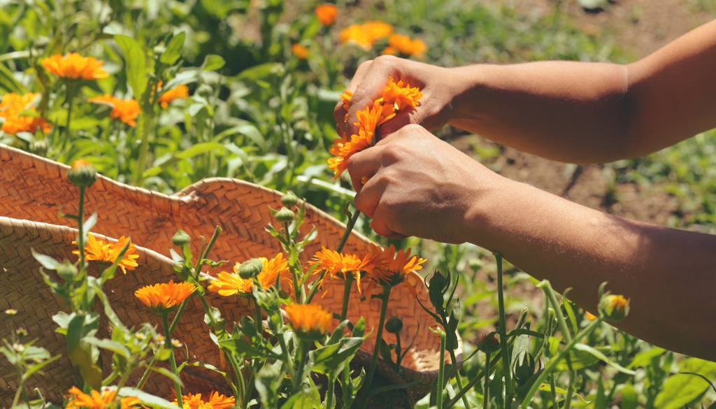 Las flores pueden recolectarse a mano cuando están abiertas, ya sea para aprovechar sus pétalos o para elaborar arreglos florales. Las flores pueden recolectarse a mano cuando están abiertas, ya sea para aprovechar sus pétalos o para elaborar arreglos florales.