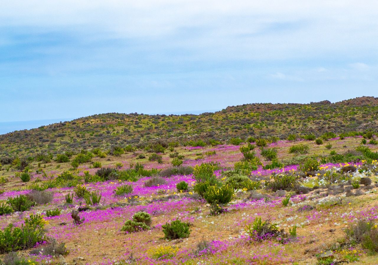 Atacama: del desierto más árido del mundo podrían surgir las claves para alimentar el futuro.