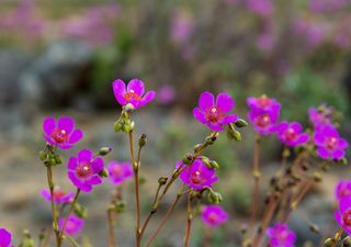 La flor del desierto que podría cambiar la agricultura: científicos buscan copiar su resistencia al calor y la sequía