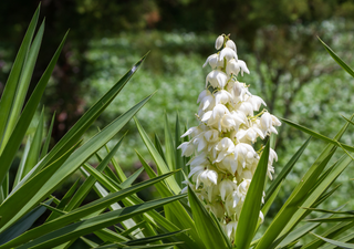 La flor del desierto que sabe a pollo: el secreto culinario mejor guardado de México y cómo prepararlo