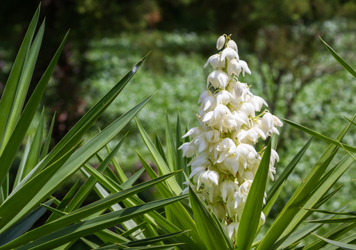 La flor del desierto que sabe a pollo: el secreto culinario mejor guardado de México y cómo prepararlo