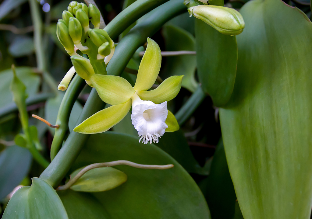 La fertilización debe ser principalmente orgánica, rica en materia orgánica, microorganismos y carbono. Los suelos pobres reducen el crecimiento vegetativo y la floración.