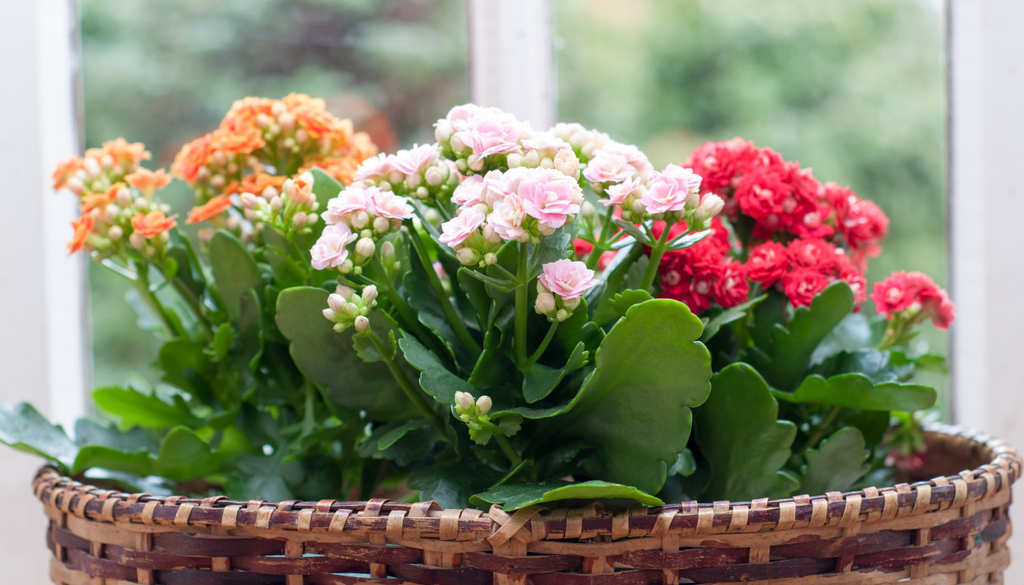 El kalanchoe puede almacenar suficiente agua en sus hojas para sobrevivir hasta 2 semanas sin riego en condiciones moderadas.