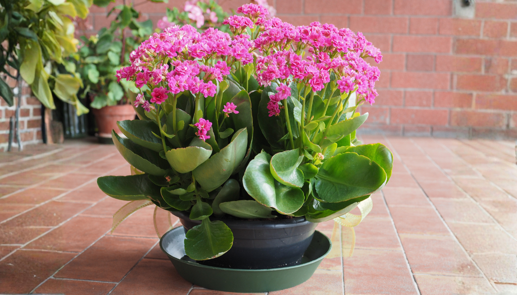 El riego por inmersión es uno de las mejores maneras de regar esta planta sin dañarla.