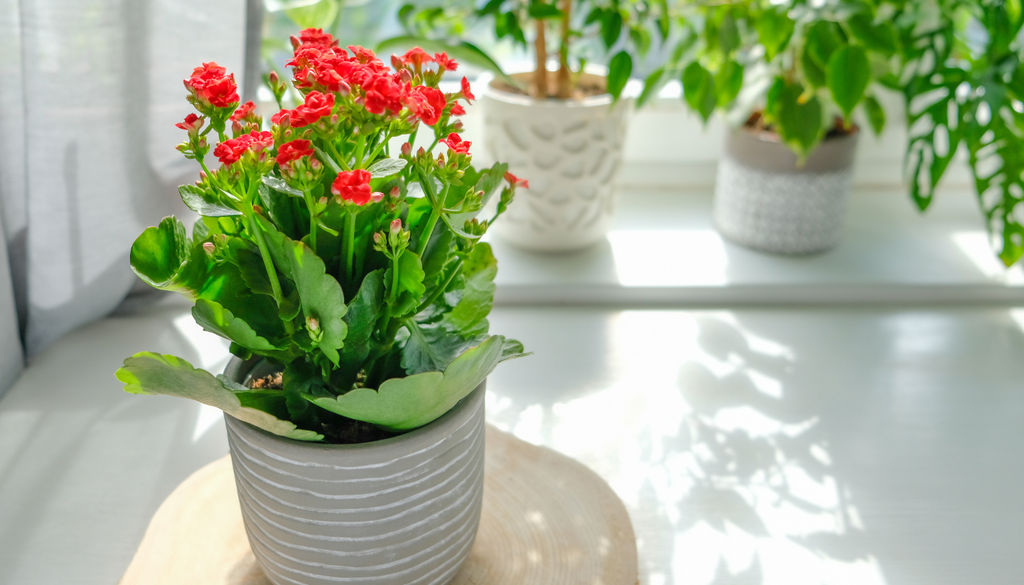 Algunas variedades cambian ligeramente el color de sus hojas según la intensidad de luz que reciben.