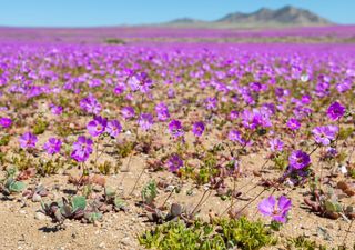La flor que desafía al desierto: cómo una especie chilena podría cambiar la agricultura del futuro 