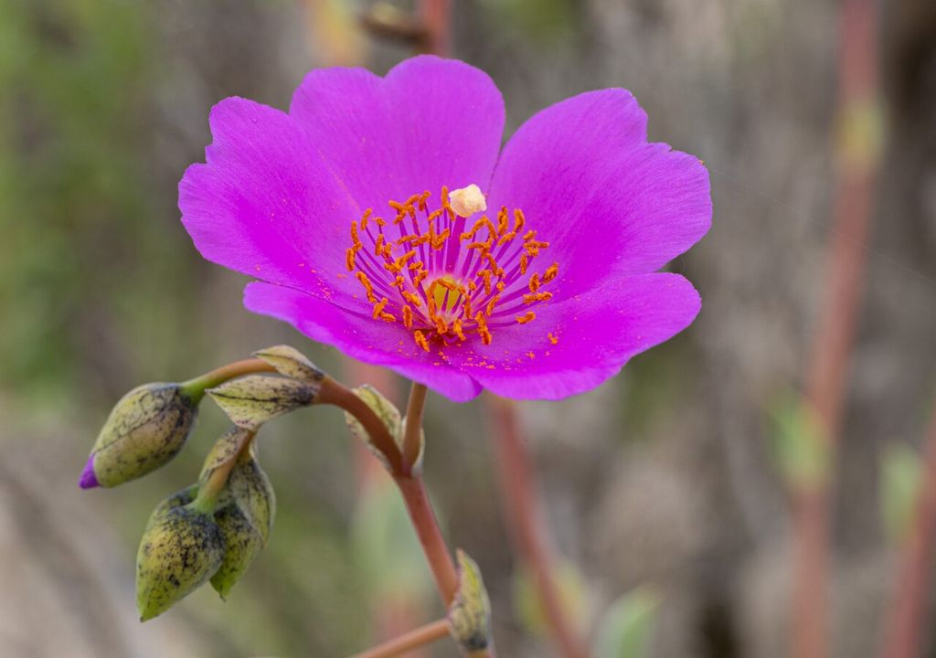 pata de guanaco flor