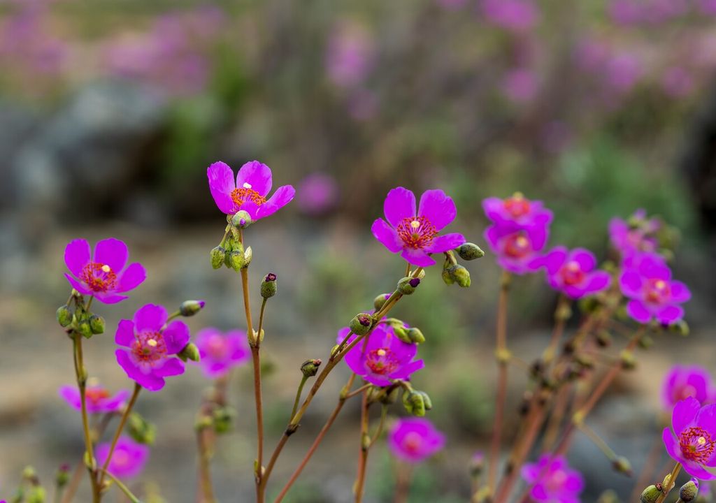 especies desierto florido