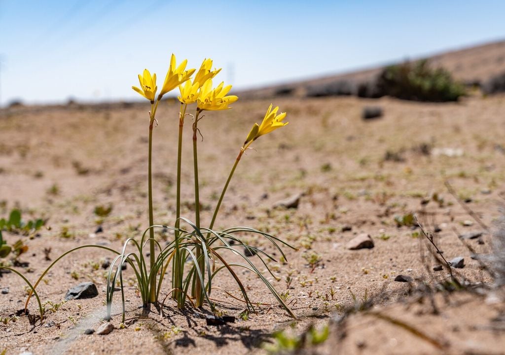 Durante los años lluviosos, la añañuca se convierte en una de las flores más visibles del desierto florido chileno.