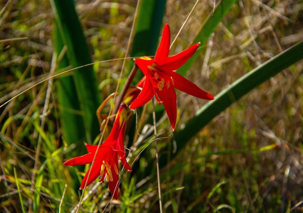 Bajo tierra, la añañuca resiste el paso del tiempo gracias a su bulbo, que actúa como reserva de energía y agua.