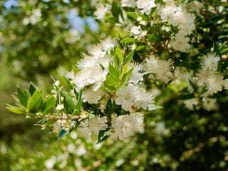 La flor reina del matorral mediterráneo que dio nombre a una ciudad española: propiedades medicinales e increíble aroma