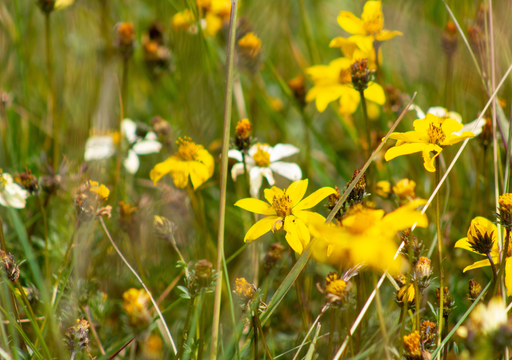 La flor silvestre de color amarillo que nunca pasa de moda en jardines naturales