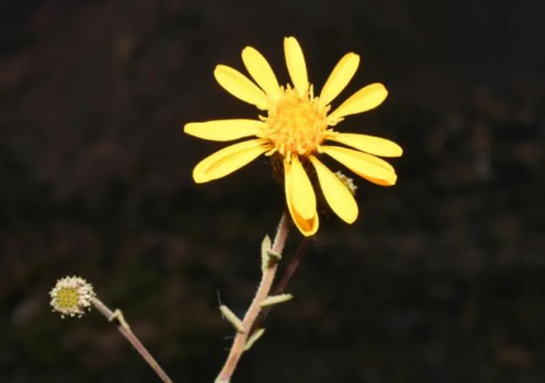 La flora de Chile estrena tres nuevas especies, así son estas lindas flores
