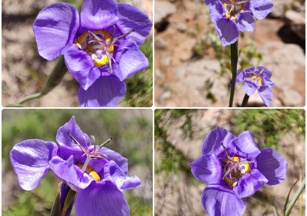 Tigridia riedemanniae. (Fotos de Vanezza Morales). Tigridia riedemanniae. (Fotos de Vanezza Morales).