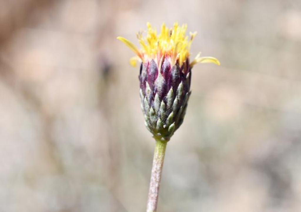 Haplopappus teillieri (Foto: Aron Cádiz-Uchile). Haplopappus teillieri (Foto: Aron Cádiz-Uchile).