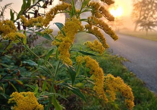 Esta planta invasora dispara el riesgo de incendios y est&aacute; acelerando la p&eacute;rdida de biodiversidad en Espa&ntilde;a