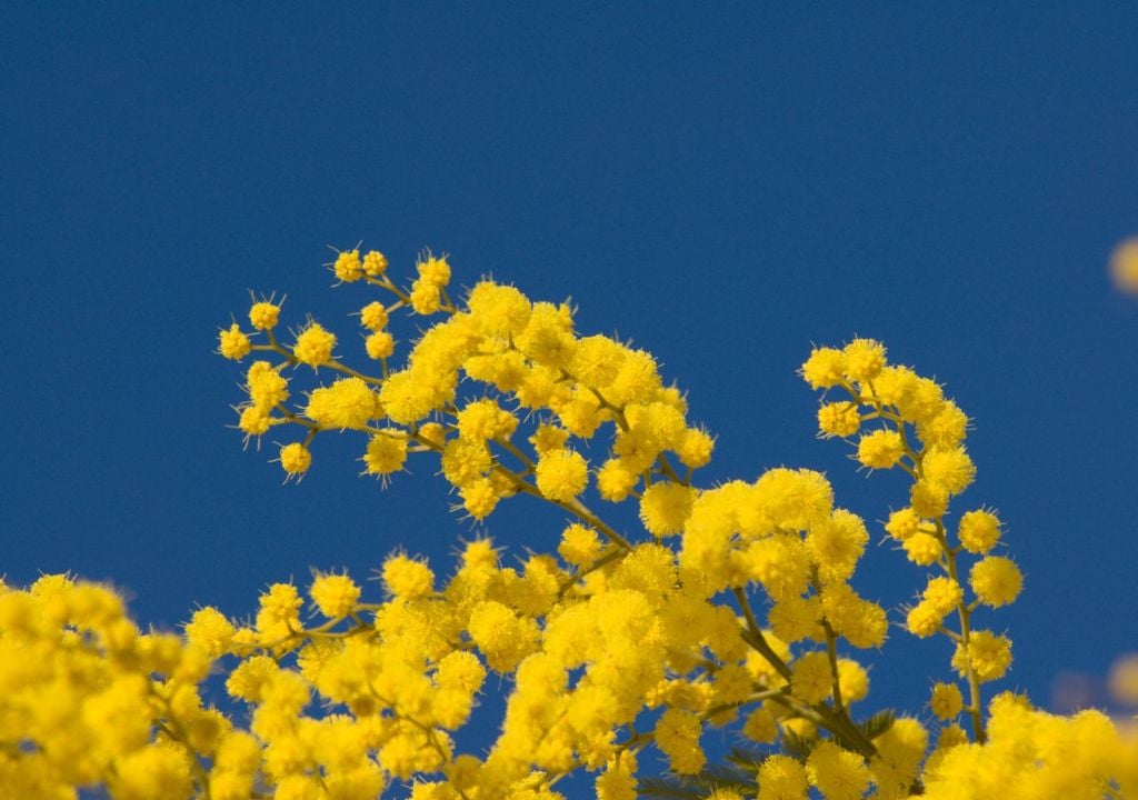 Mimosa La floración temprana, entre enero y marzo, actúa como señal evidente de su avance