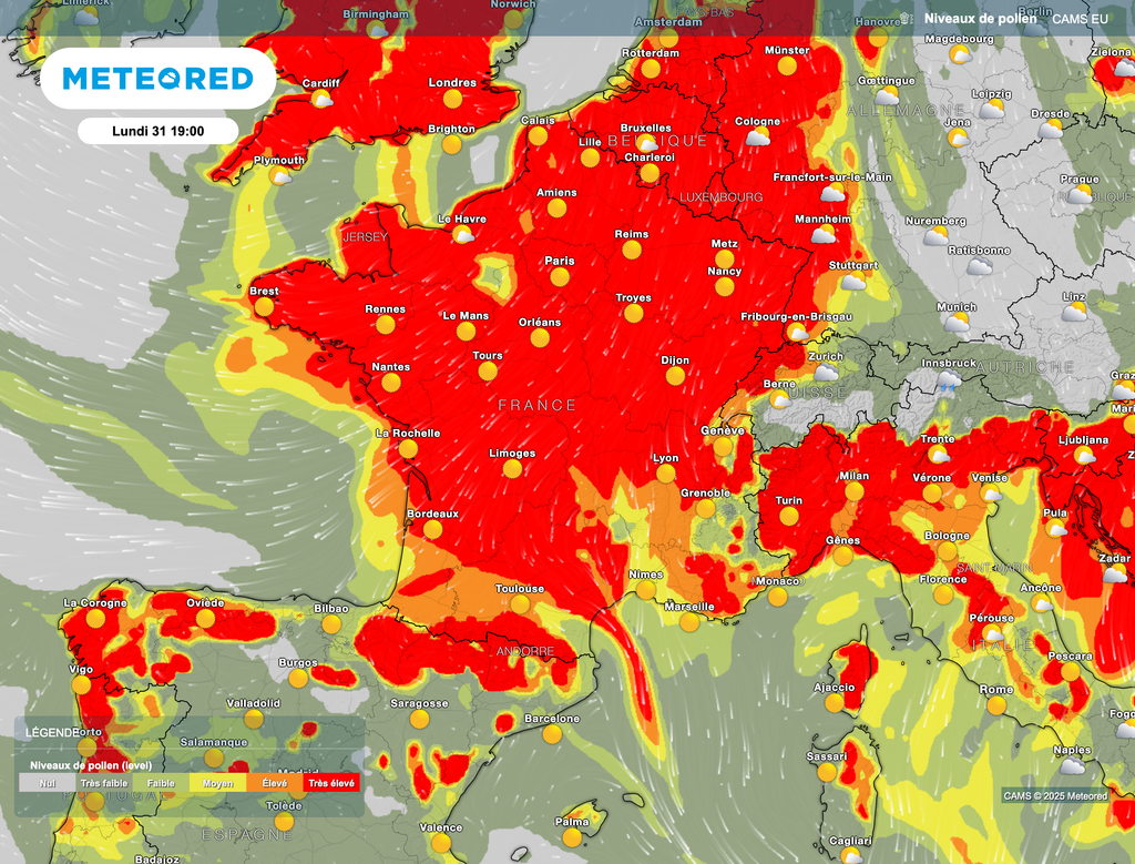 Le niveau de pollen sera très élevé sur quasiment l'ensemble de la France. Le niveau de pollen sera très élevé sur quasiment l'ensemble de la France.