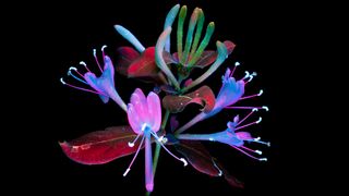 La fluorescencia inducida por el Sol