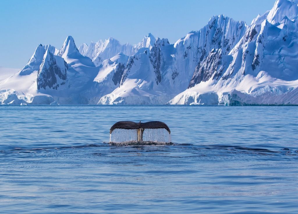 Queue de baleine à bosse en Antarctique.