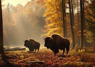 La foresta di Bialowieza, l'ultimo santuario naturale del bisonte europeo